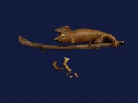 藏品(高冠變色龍)的圖片